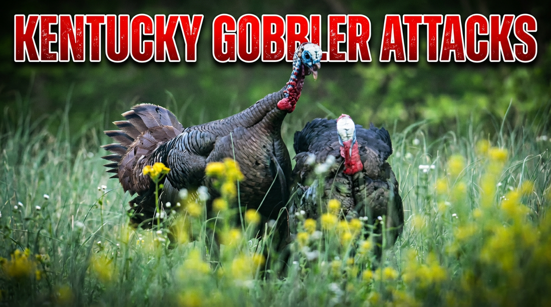 Kentucky Turkey Hunt: When a Gobbler Charges In