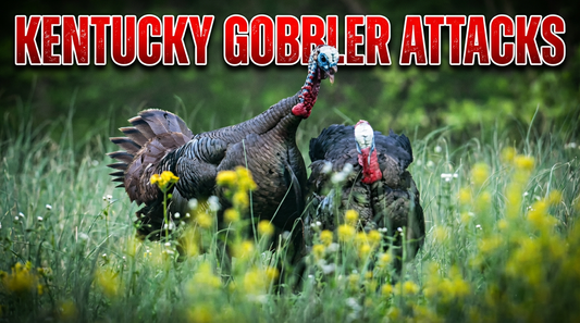 Kentucky Turkey Hunt: When a Gobbler Charges In